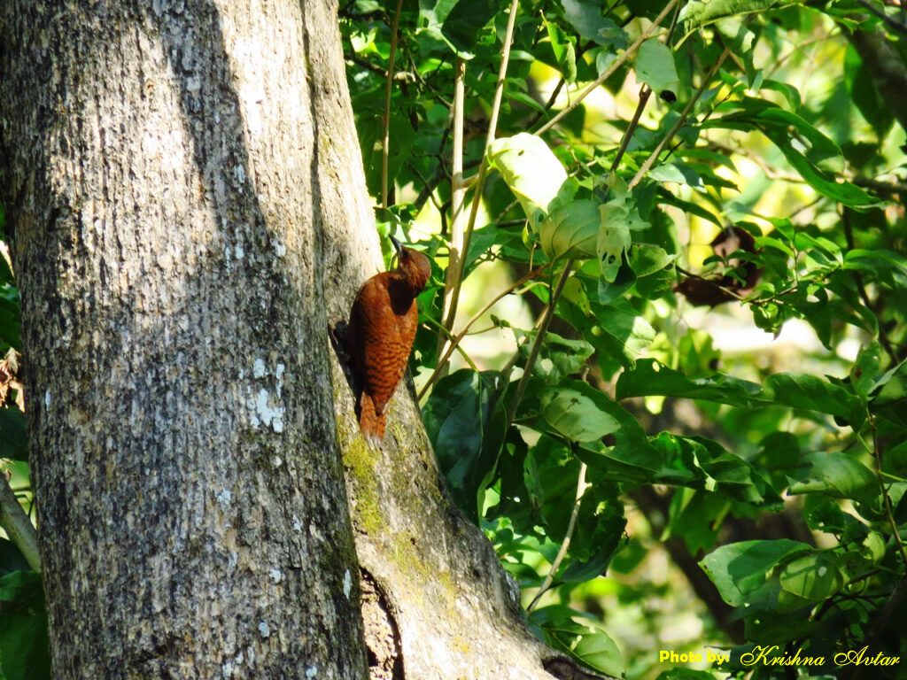 RUFOUS WOODPECKER