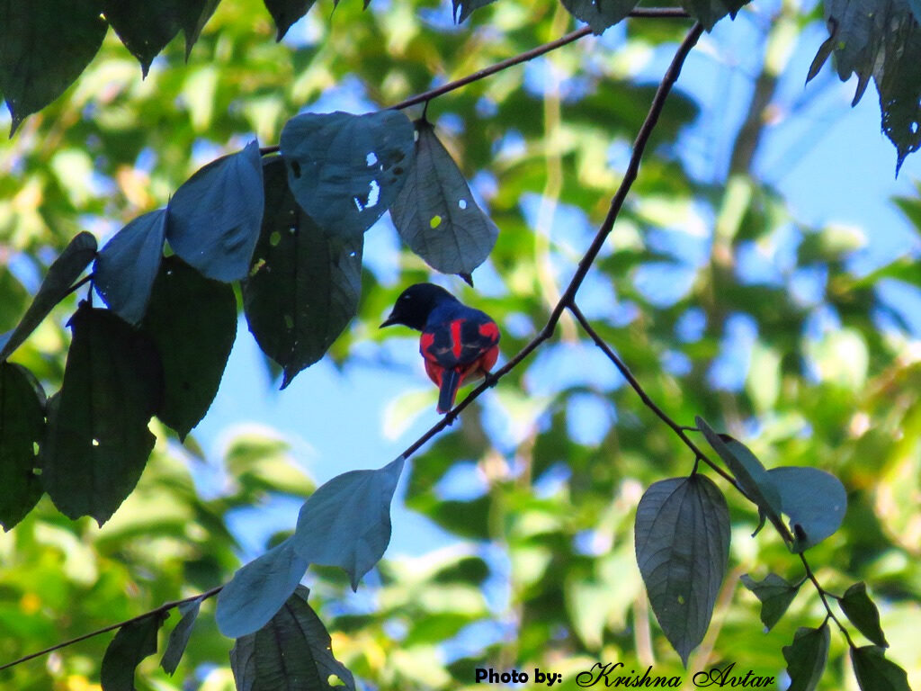 LONG TAILED MINIVET (MALE)