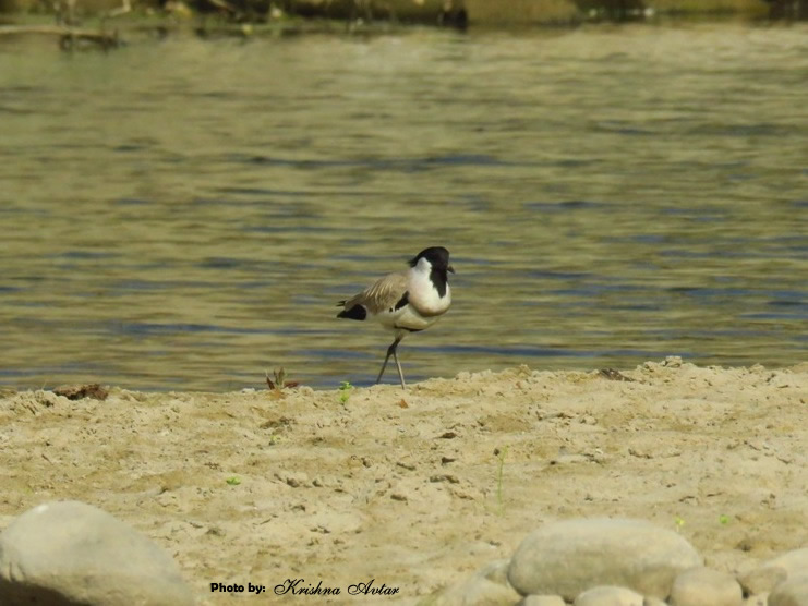 RED WATTLED LAPWING