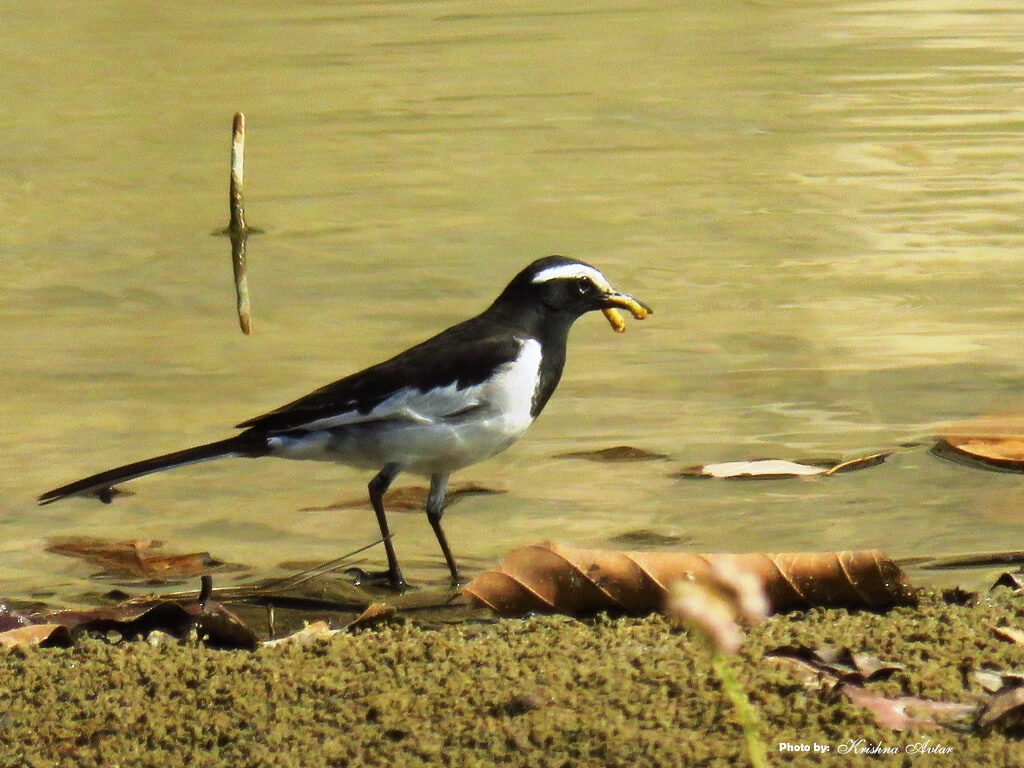 WHITE WAGTAIL