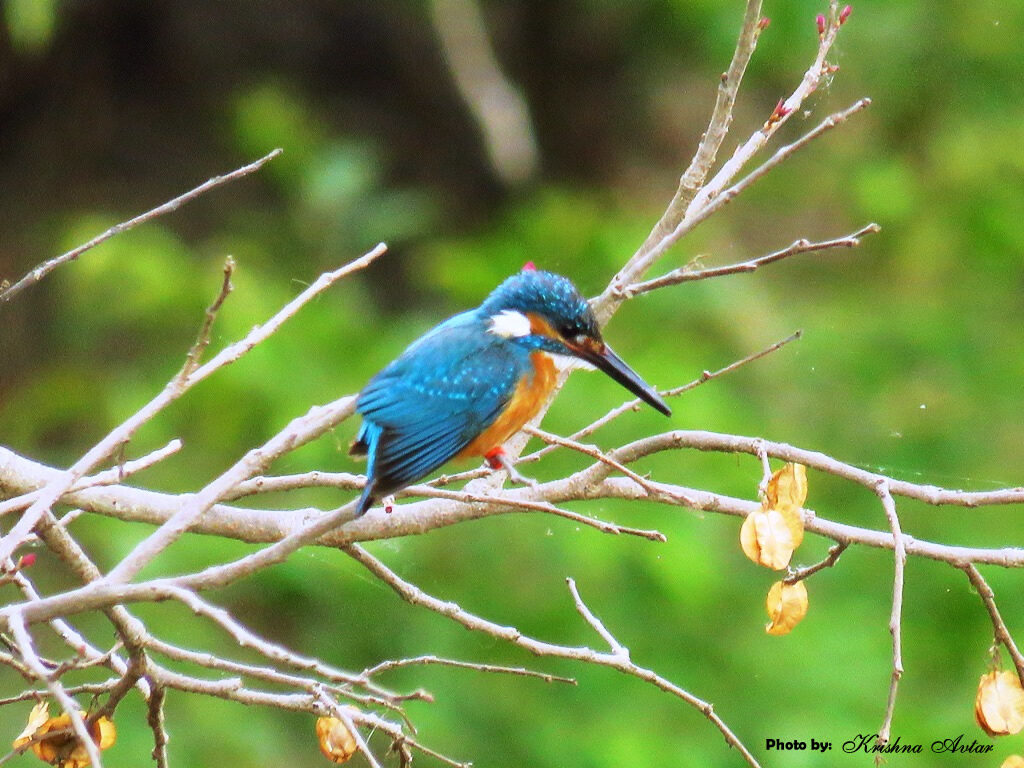 COMMON KINGFISHER