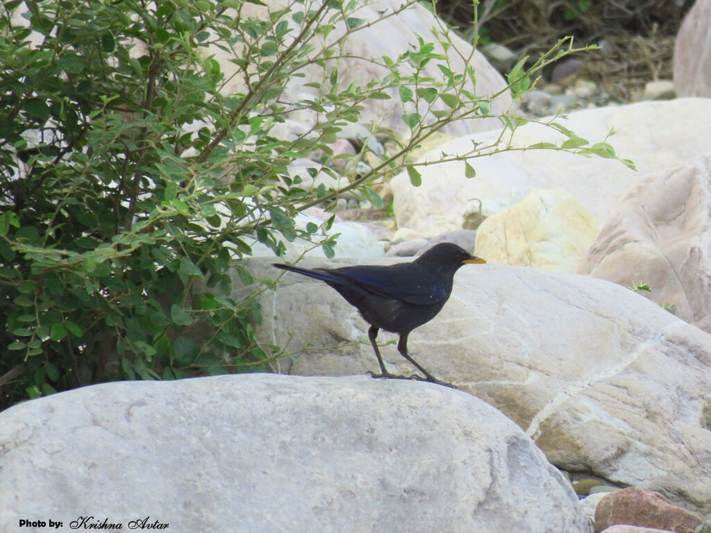 BLUE WHISTLING LAUGHING THRUSH