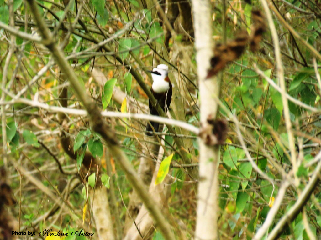 WHITE CRESTED LAUGHING THRUSH