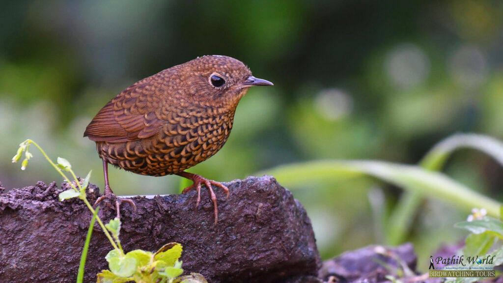 Scaly-breasted-Cupwing