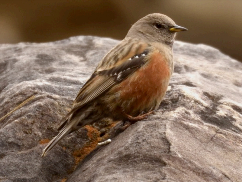 ALPINE ACCENTOR