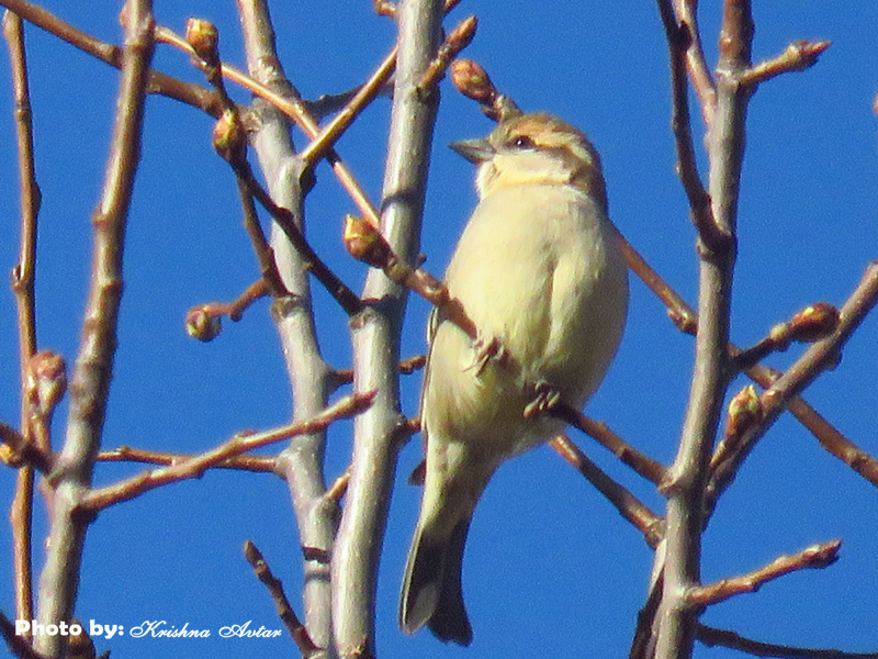 RUSSET SPARROW