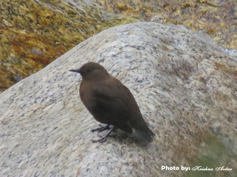 BROWN DIPPER
