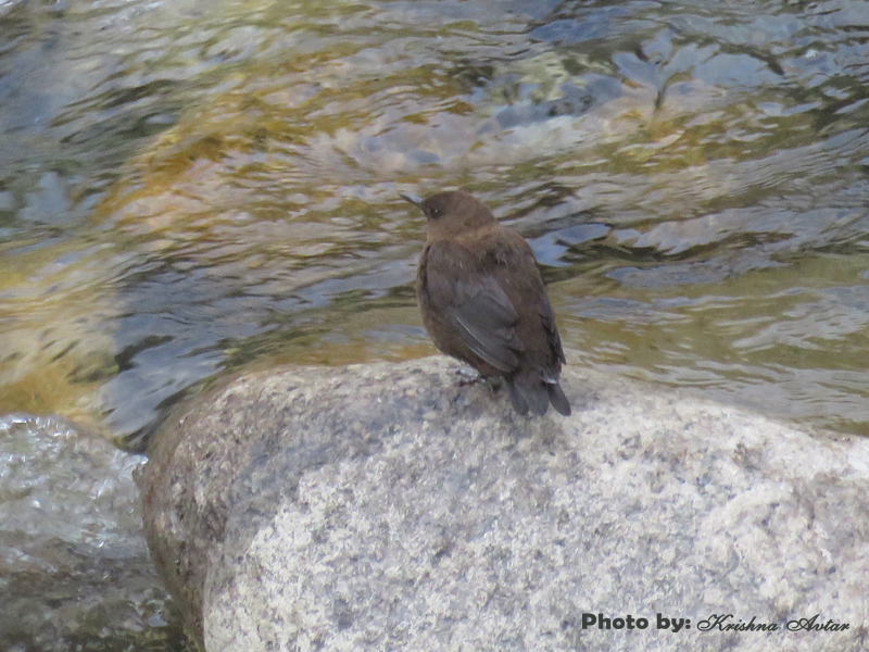 BROWN DIPPER
