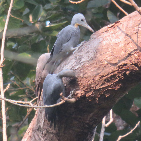 Corbett Birding Tour