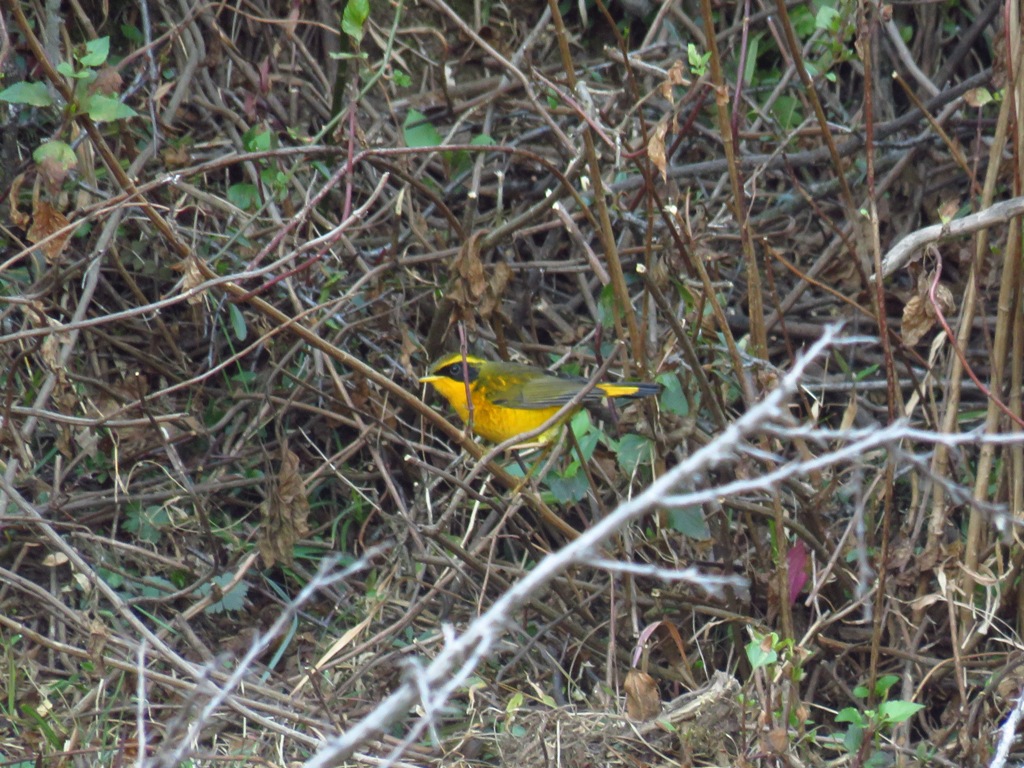 GOLDEN BUSH ROBIN