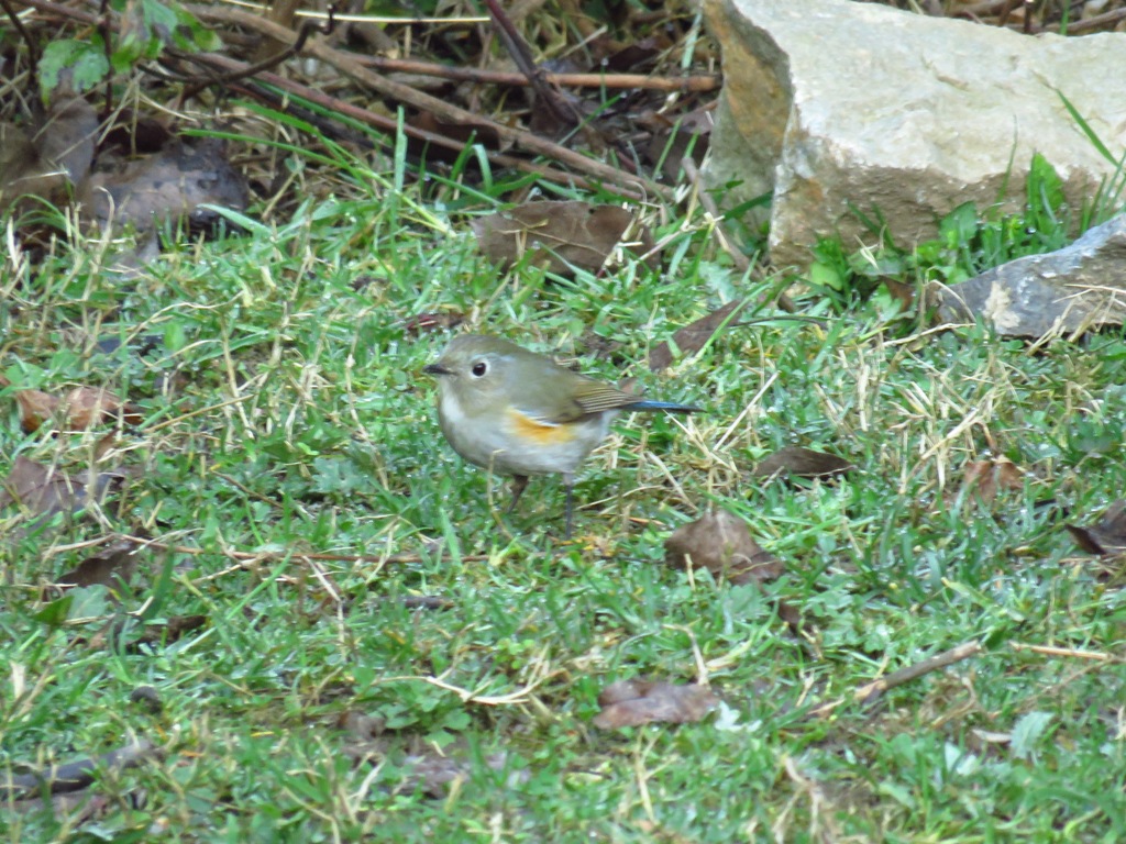 HIMLAYAN BLUETAIL FEMALE