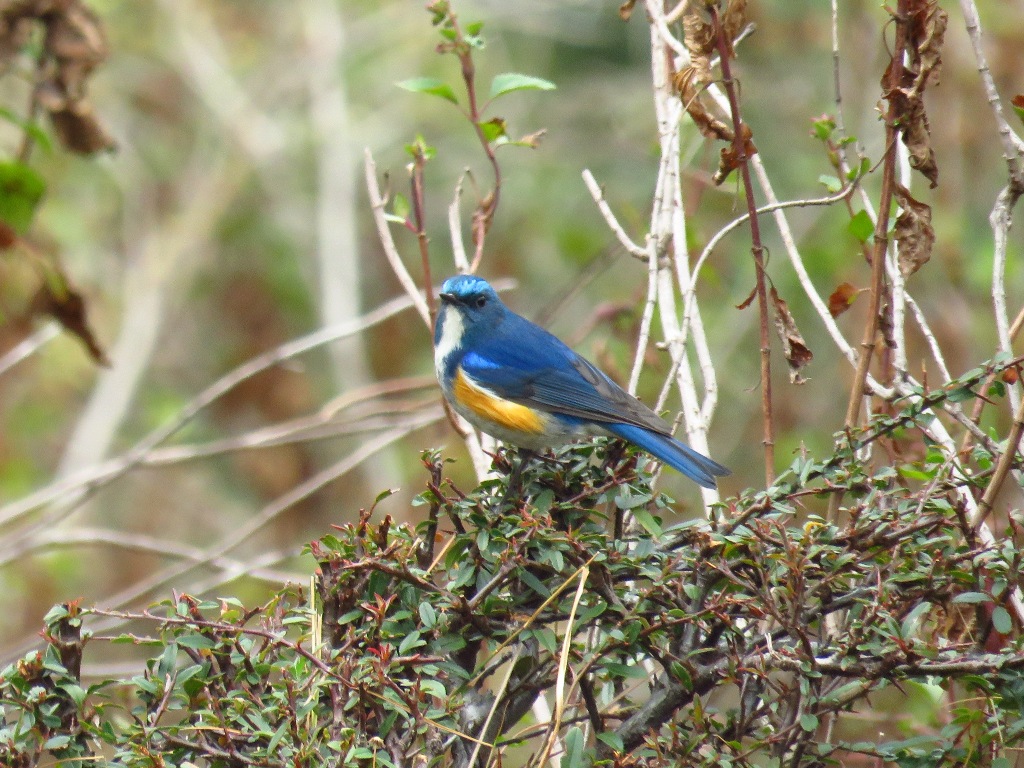 HIMLAYAN BLUETAIL MALE