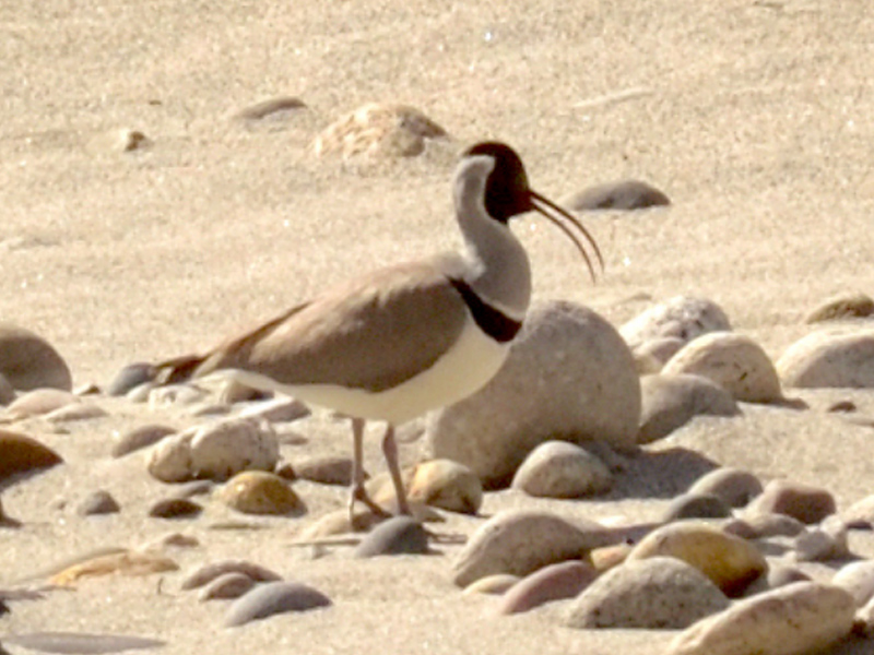 IBISBILL