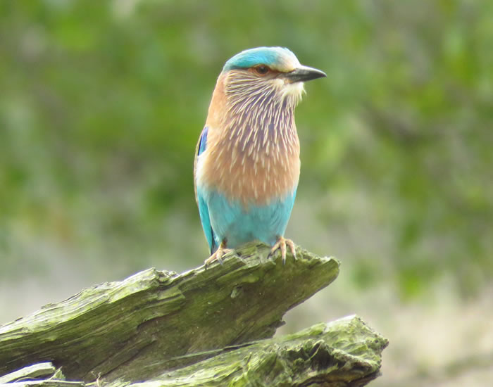 Indian Roller