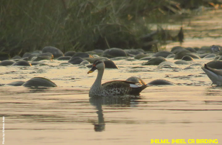 Jhilmil Jheel Bird Watching