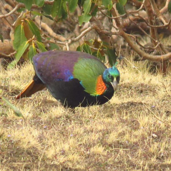 Monal Himalaya Birding Tour