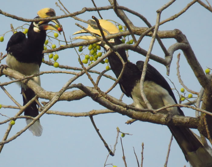 Pied Hornbill