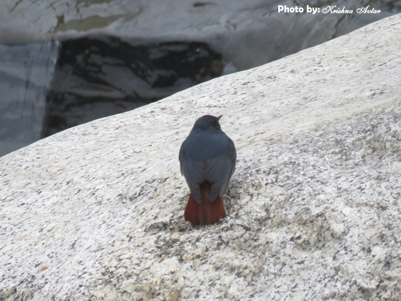 PLUMBEOUS WATER REDSTART