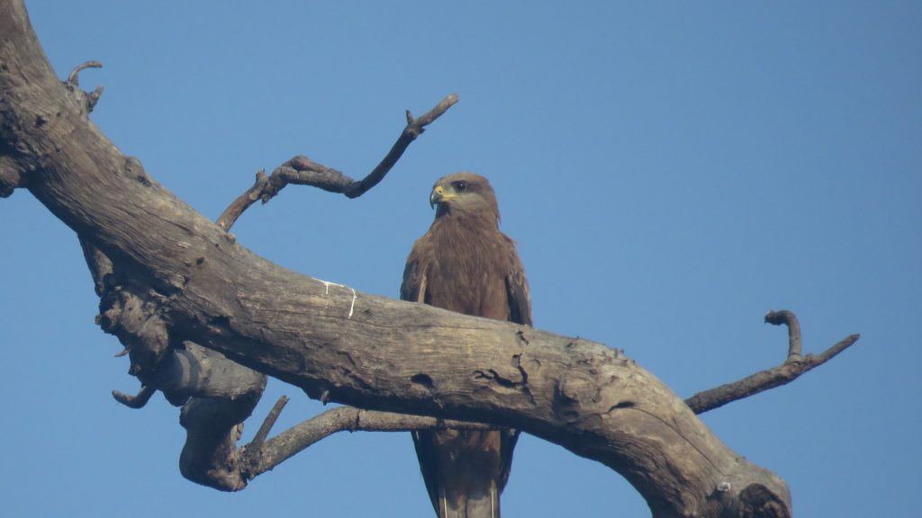 Black Kite