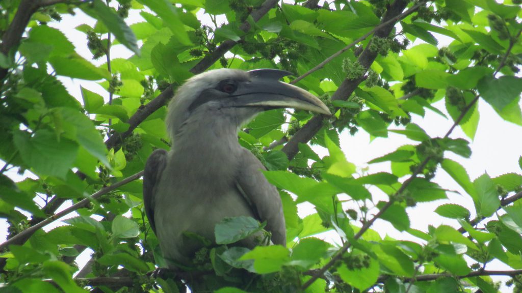 Grey Hornbill