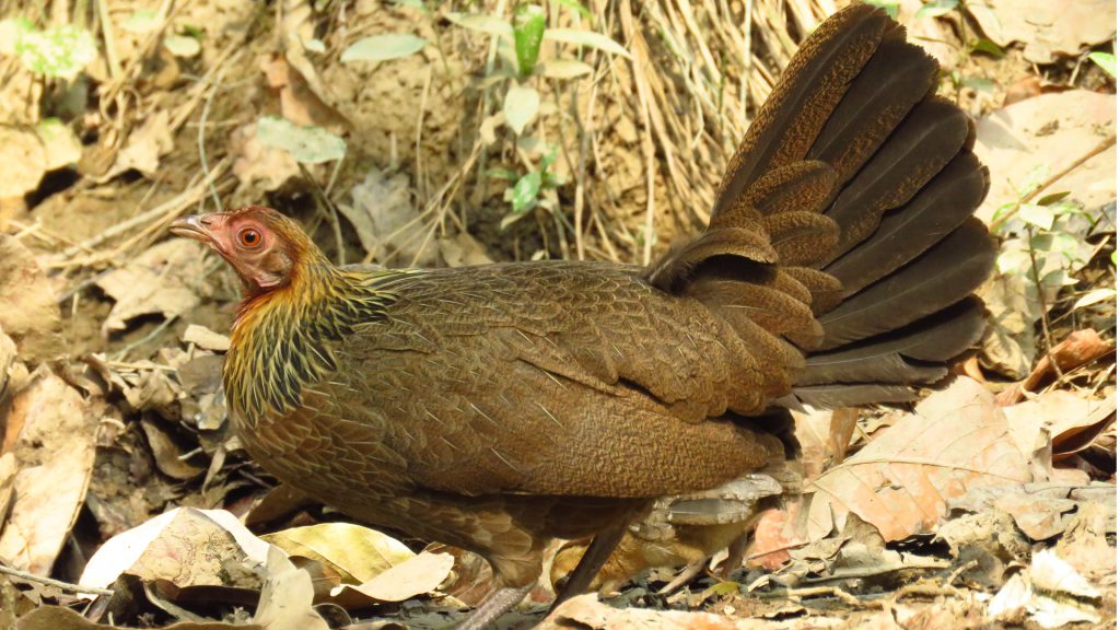 Jungle Hen
