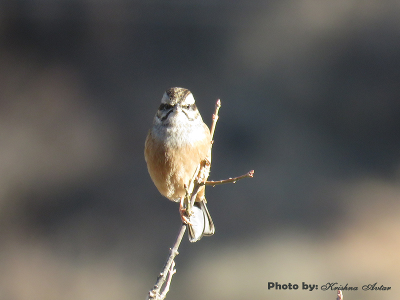 ROCK BUNTING