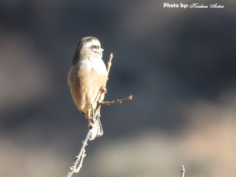ROCK BUNTING