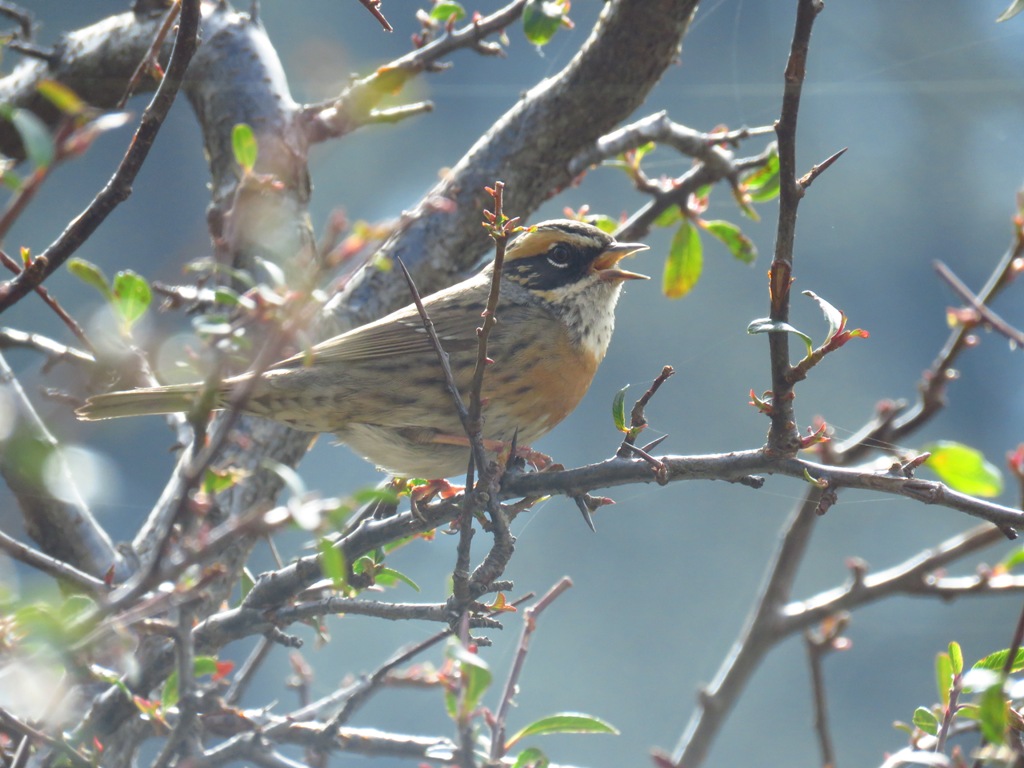 RUFOUS BREASTED ACCENTOR