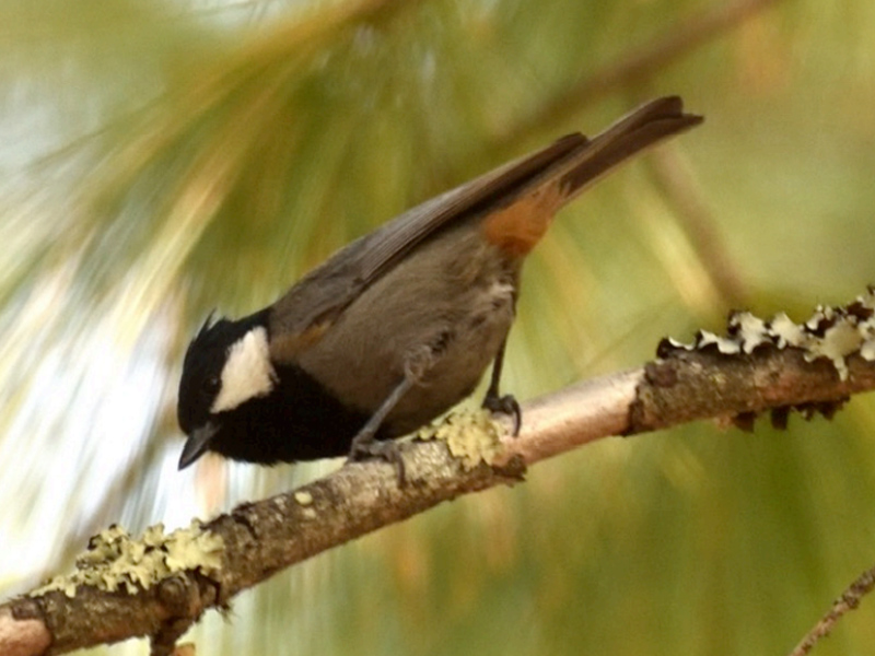 RUFOUS NAPED