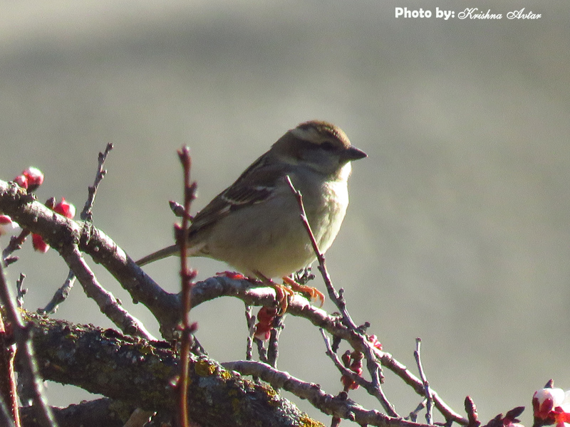 RUSSET SPARROW