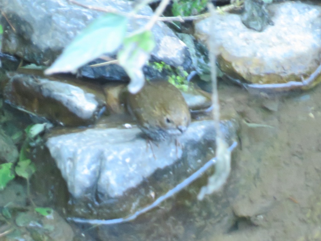 SCALY BRESTED WREN BABBLER