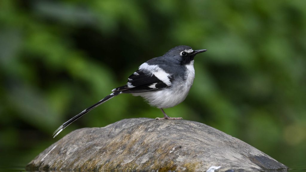 Slaty-backed Forktail