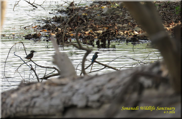 Sonanadi Wildlife Sanctuary Birding