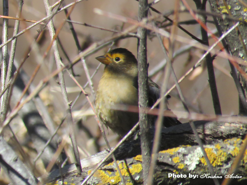 SPECTACLED FINCH