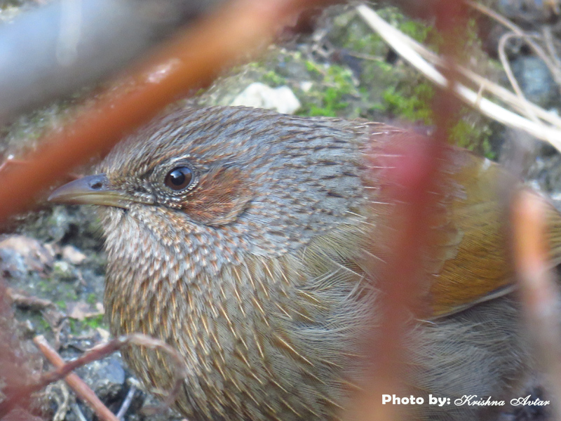 STREAKED LAUHINGTHRUSH