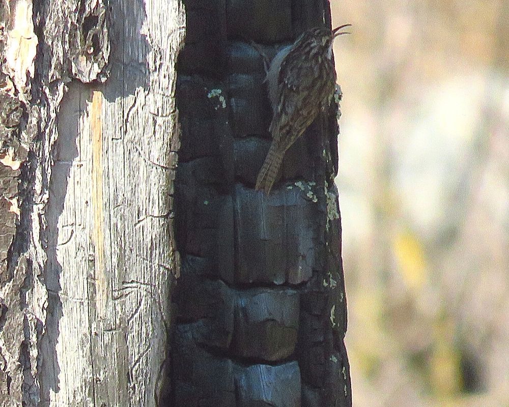 TREE CREEPER