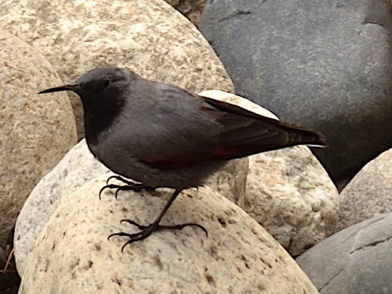 WALL CREEPER
